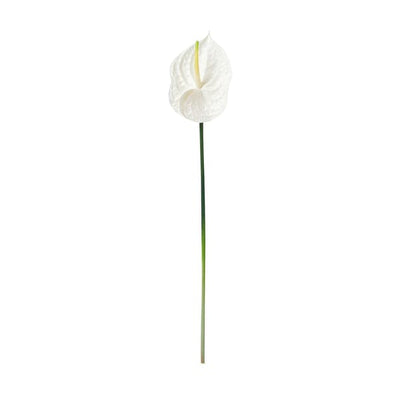 Art Flower Anthurium  White
