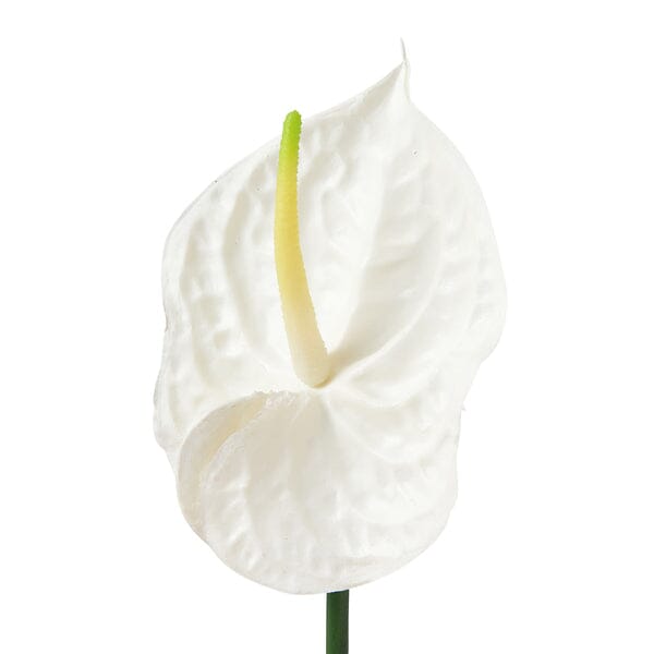 Art Flower Anthurium  White
