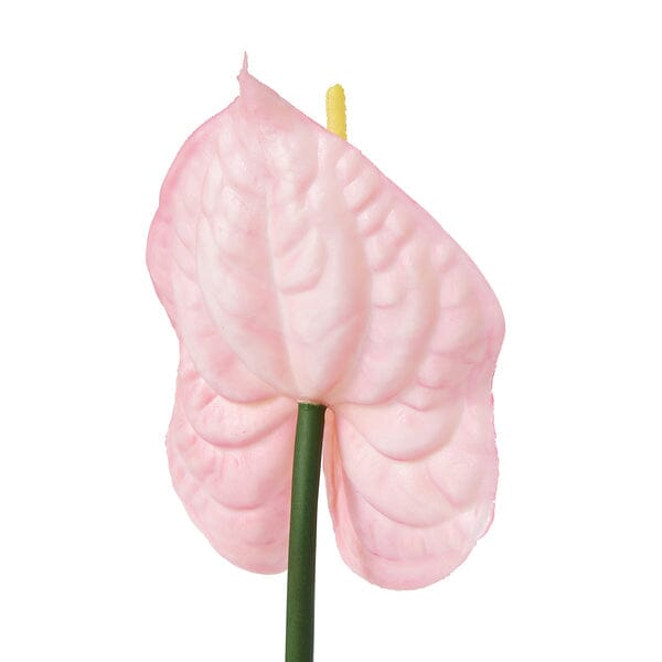 Art Flower Anthurium  Pink