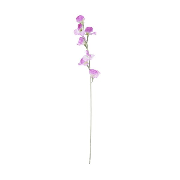 Art Flower Sweetpea  Purple
