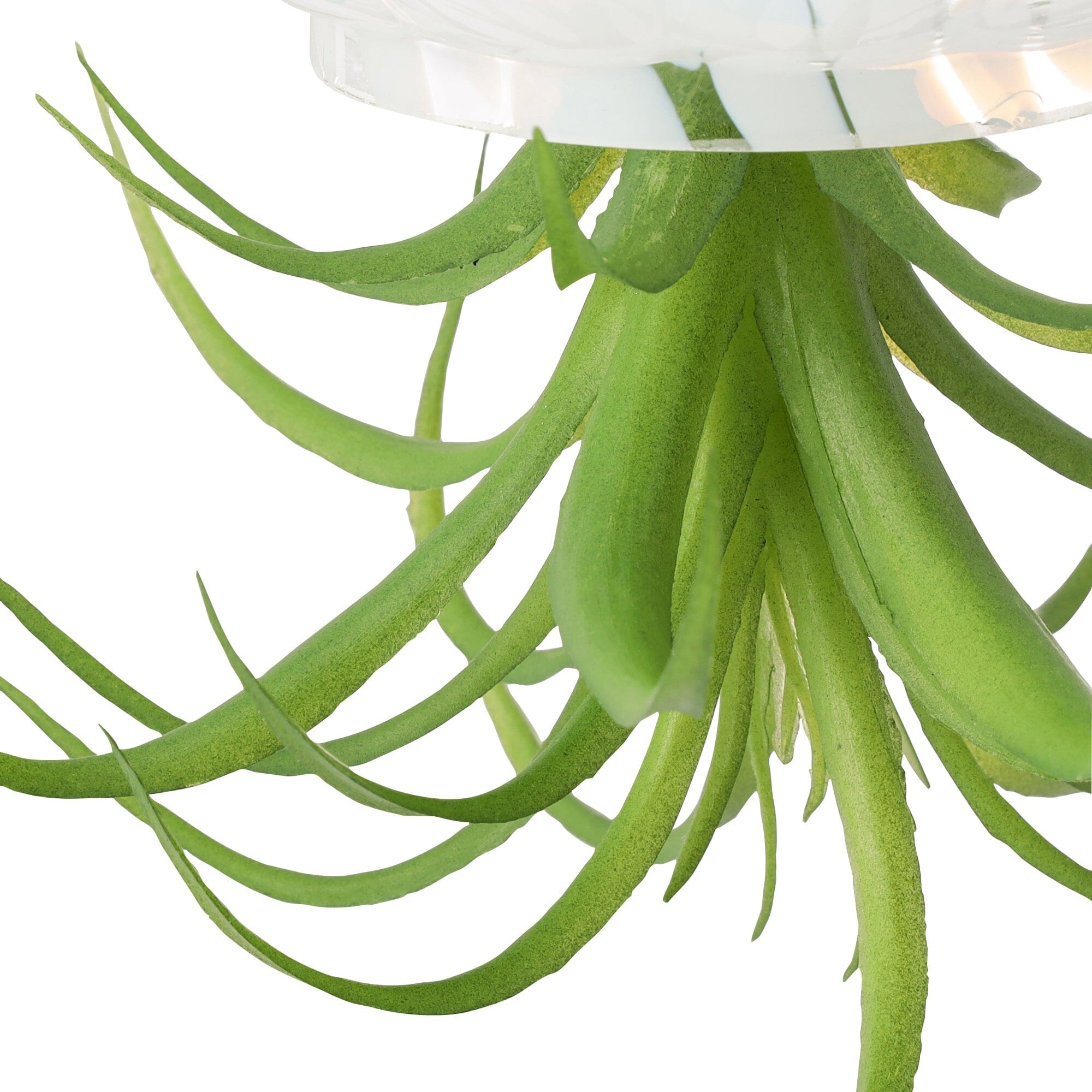 Art Green Jellyfish White