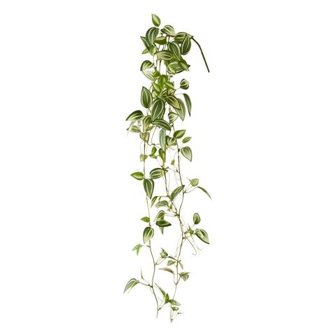 CLIMBING PLANTS POTHOS GREEN