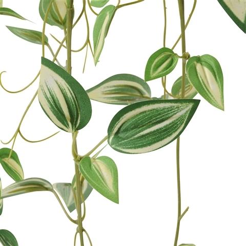 CLIMBING PLANTS POTHOS GREEN