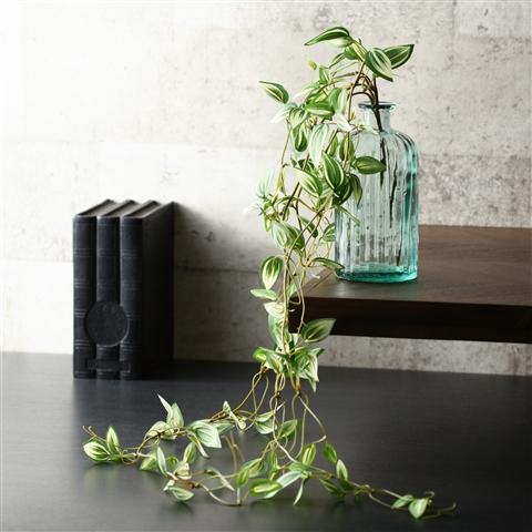 CLIMBING PLANTS POTHOS GREEN